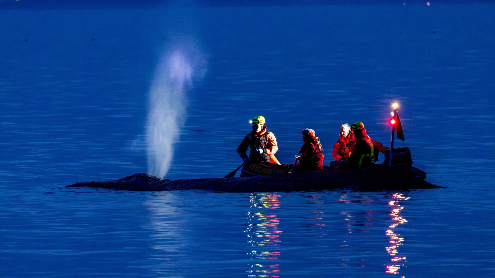 RettungskrÃ¤fte versuchen einen an der Ostsee gestrandeten Wal wieder in tiefes Wasser zubringen | Jens BÃ¼ttner/dpa
