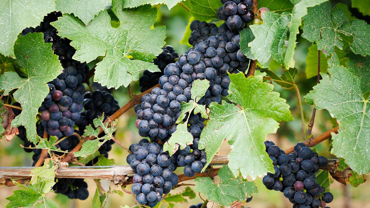 DNA-Analyse zeigt: Spätburgunder gab es schon vor 500 Jahren