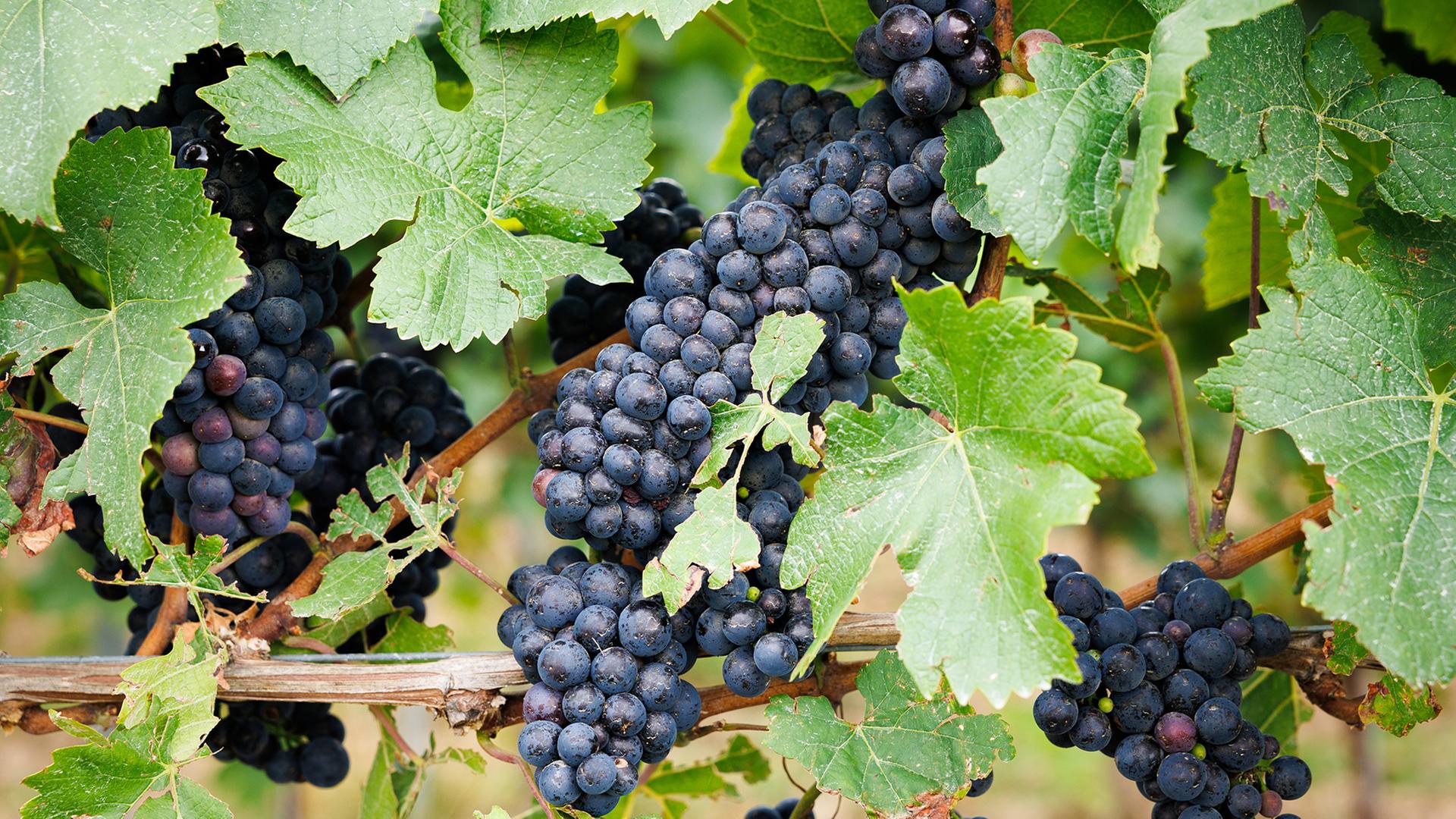 Trauben der Sorte Spätburgunder hängen an einer Rebe in Weinolsheim, Rheinland-Pfalz. | dpa