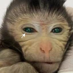 Chimäre aus zwei Affen