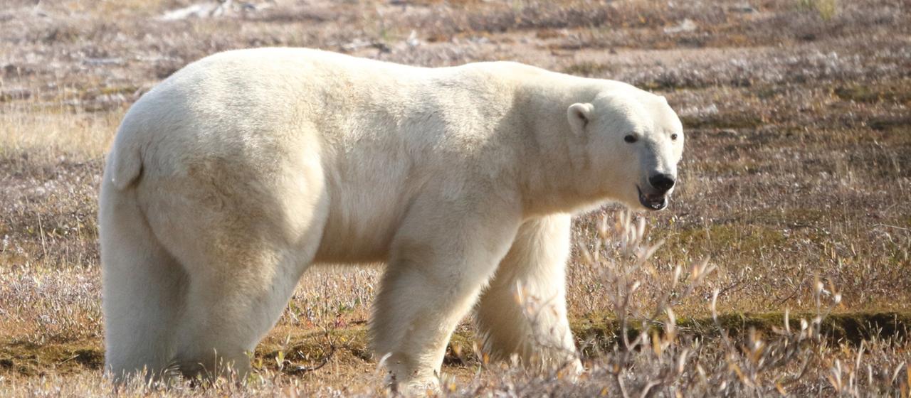 Ein Eisbär in der westlichen Husdon Bay Region im nordöstlichen Teil Kanada