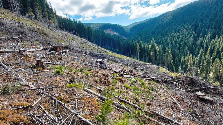 Abholzung in Frumoasa im Cindrel-Gebirge, Rumänien (Archivbild: 2021)