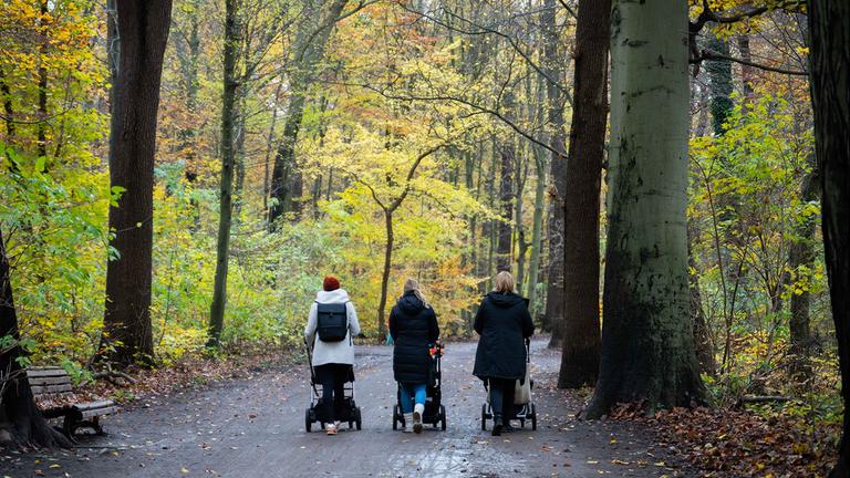Auf einen Parkweg spazieren drei Mütter mit Kinderwagen. 