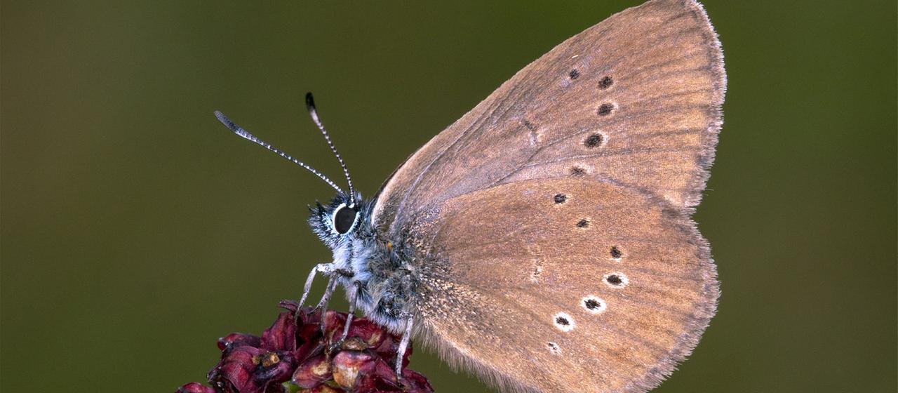 Ein dunkler Wiesenknopf-Ameisenbläuling.