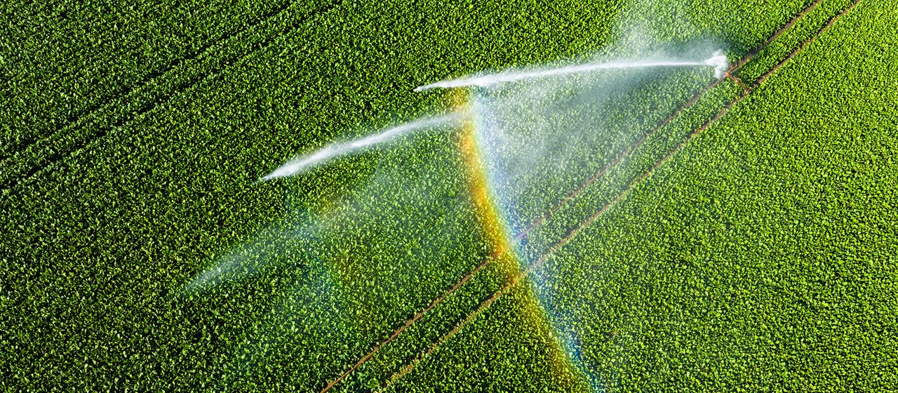 Ein Wassersprenger bewässert ein Feld im Landkreis Peine.