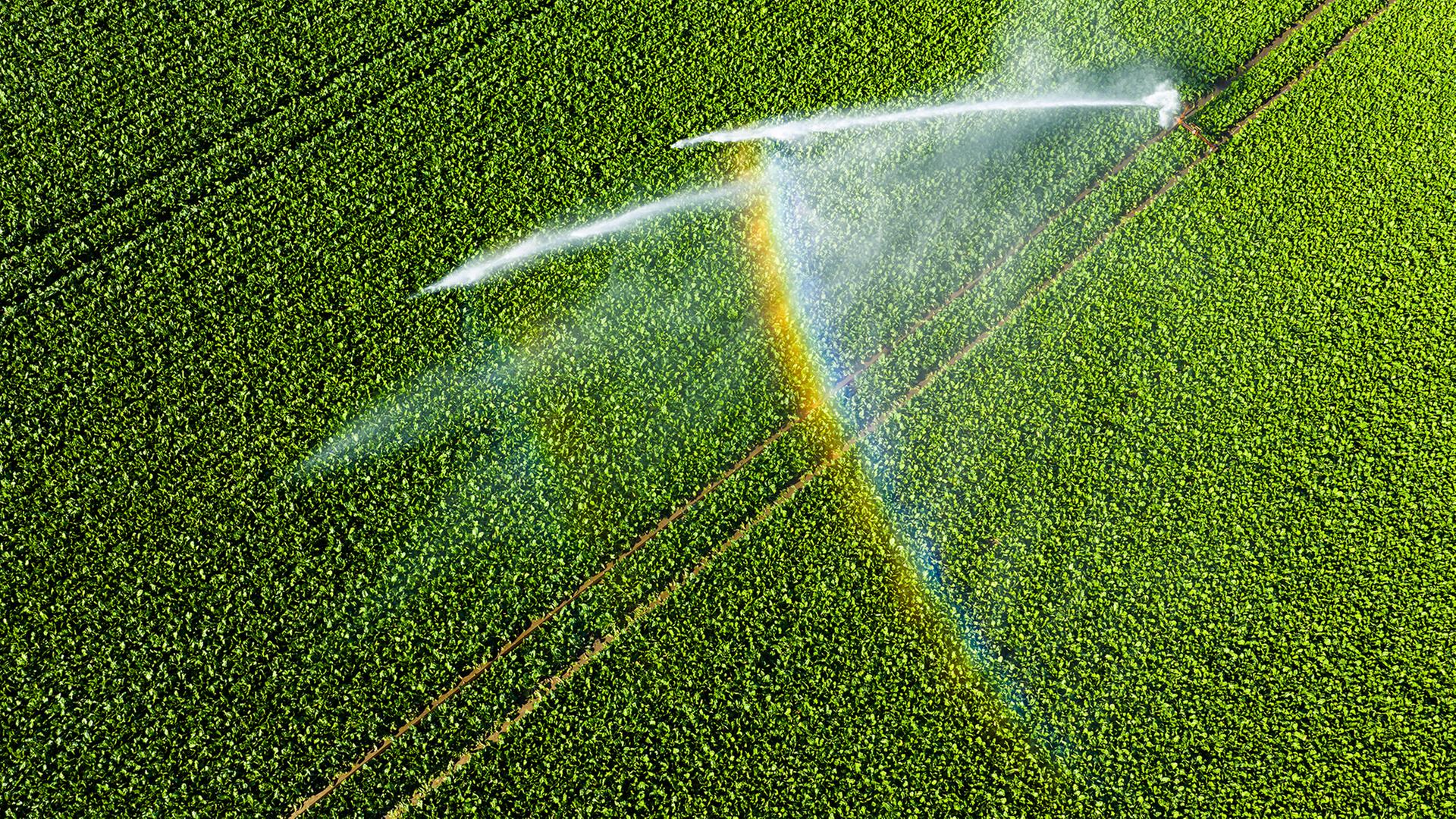 Wie weniger Wasserverbrauch in der Landwirtschaft mehr Ertra