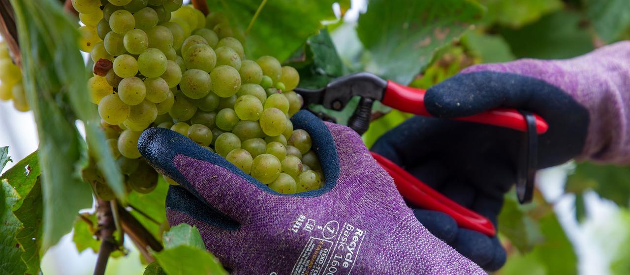 Handlese von Chardonnay Weintrauben in der Pfalz.