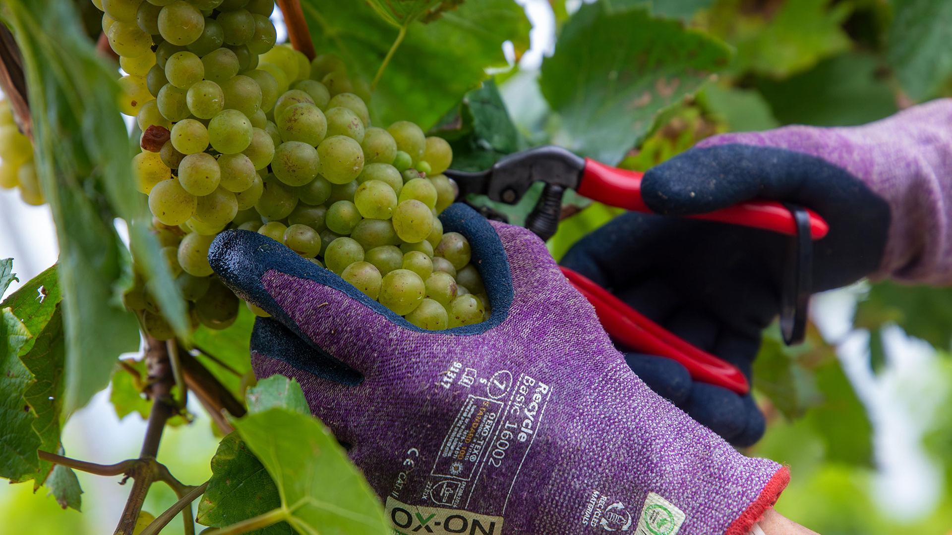 Handlese von Chardonnay Weintrauben in der Pfalz. | dpa