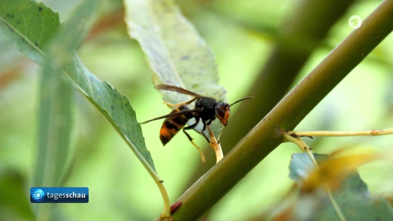 Asiatische Hornisse als Bedrohung für einheimische Insektenarten insbesondere Bienen
