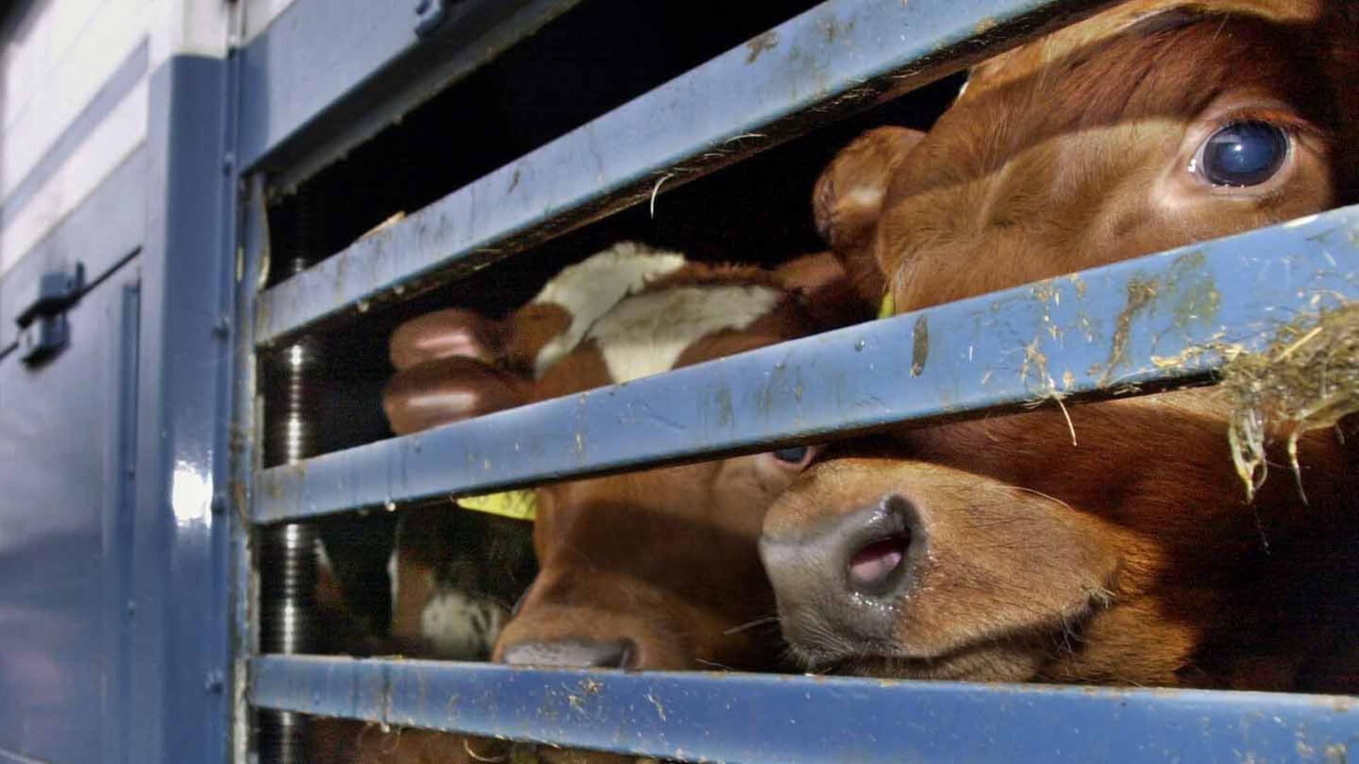 In großen Schlachthöfen soll Videoüberwachung Pflicht werden