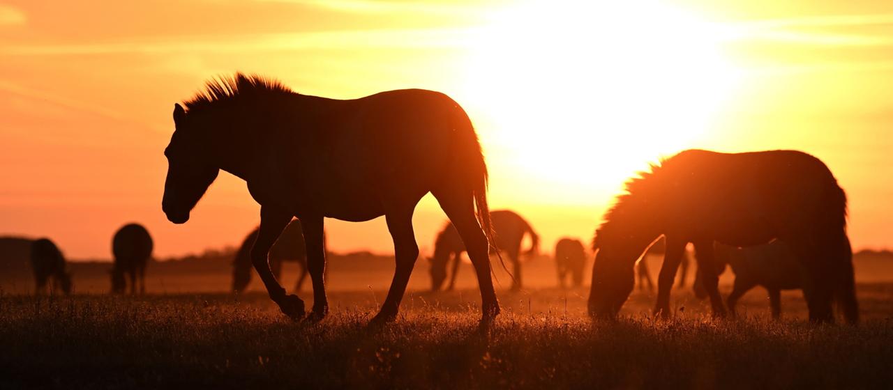 Die letzten Wildpferde kehren nach Kasachstan zurück