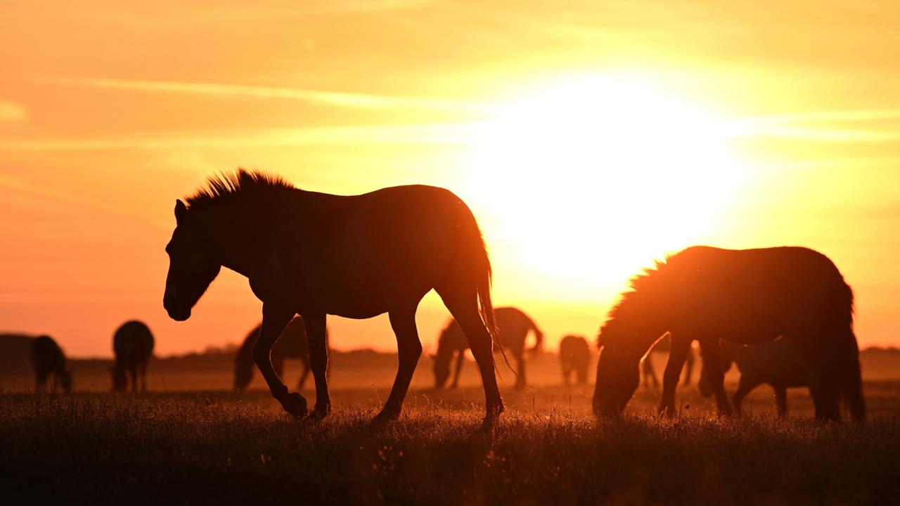 Auswilderung aus Europas Zoos: Rückkehr der Przewalski-Pferde nach Kasachstan