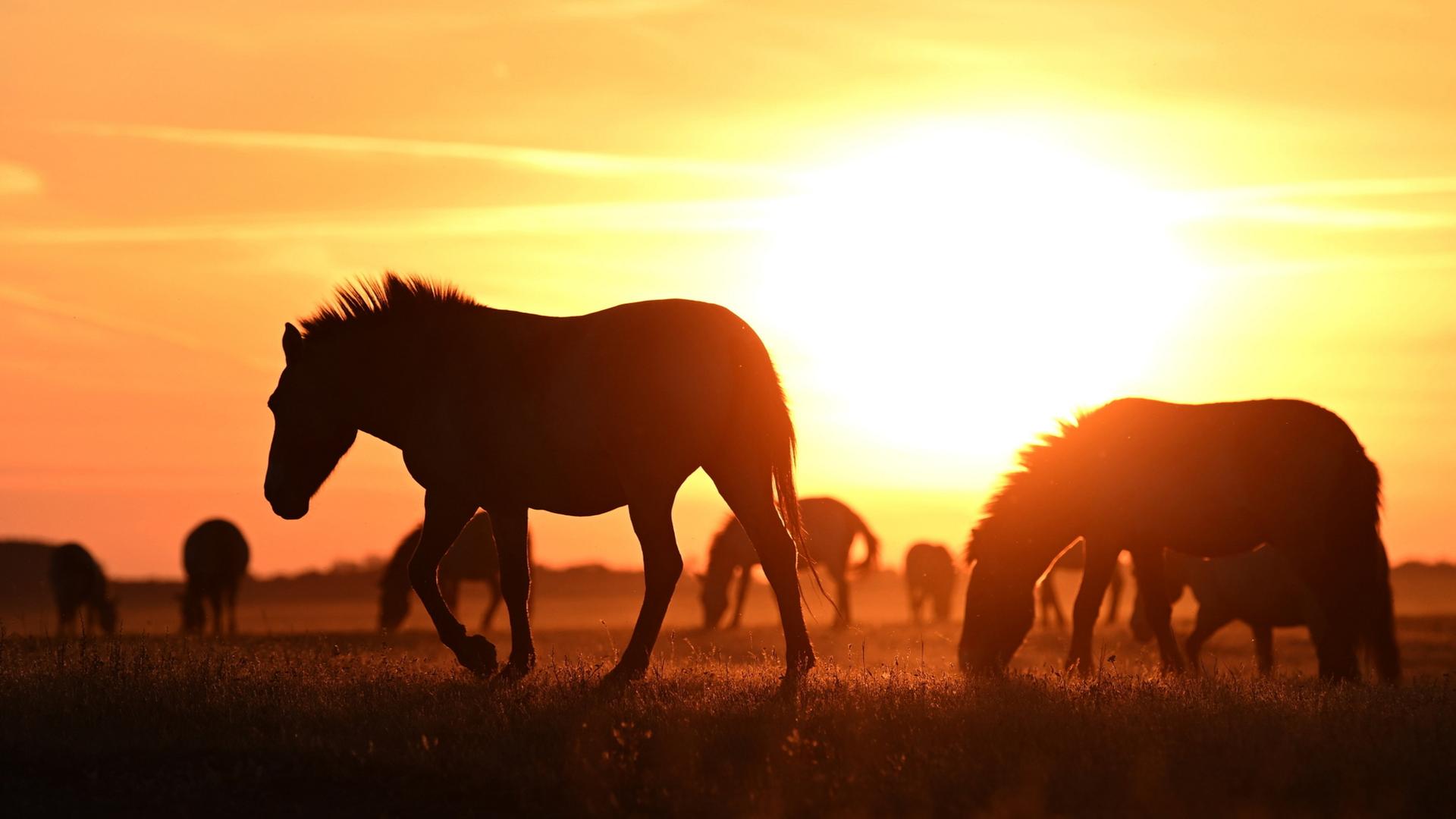 Auswilderung aus Europas Zoos: Rückkehr der Przewalski-Pferde nach Kasachstan