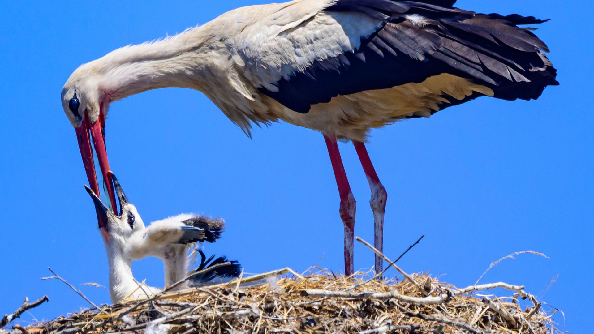 Ein WeiÃstorch fÃ¼ttert einen Jungvogel (Archivbild) | Patrick Pleul/dpa