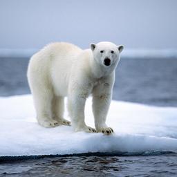 Ein Eisbär steht auf Packeis, das im arktischen Ozean am Nordpol schwimmt.
