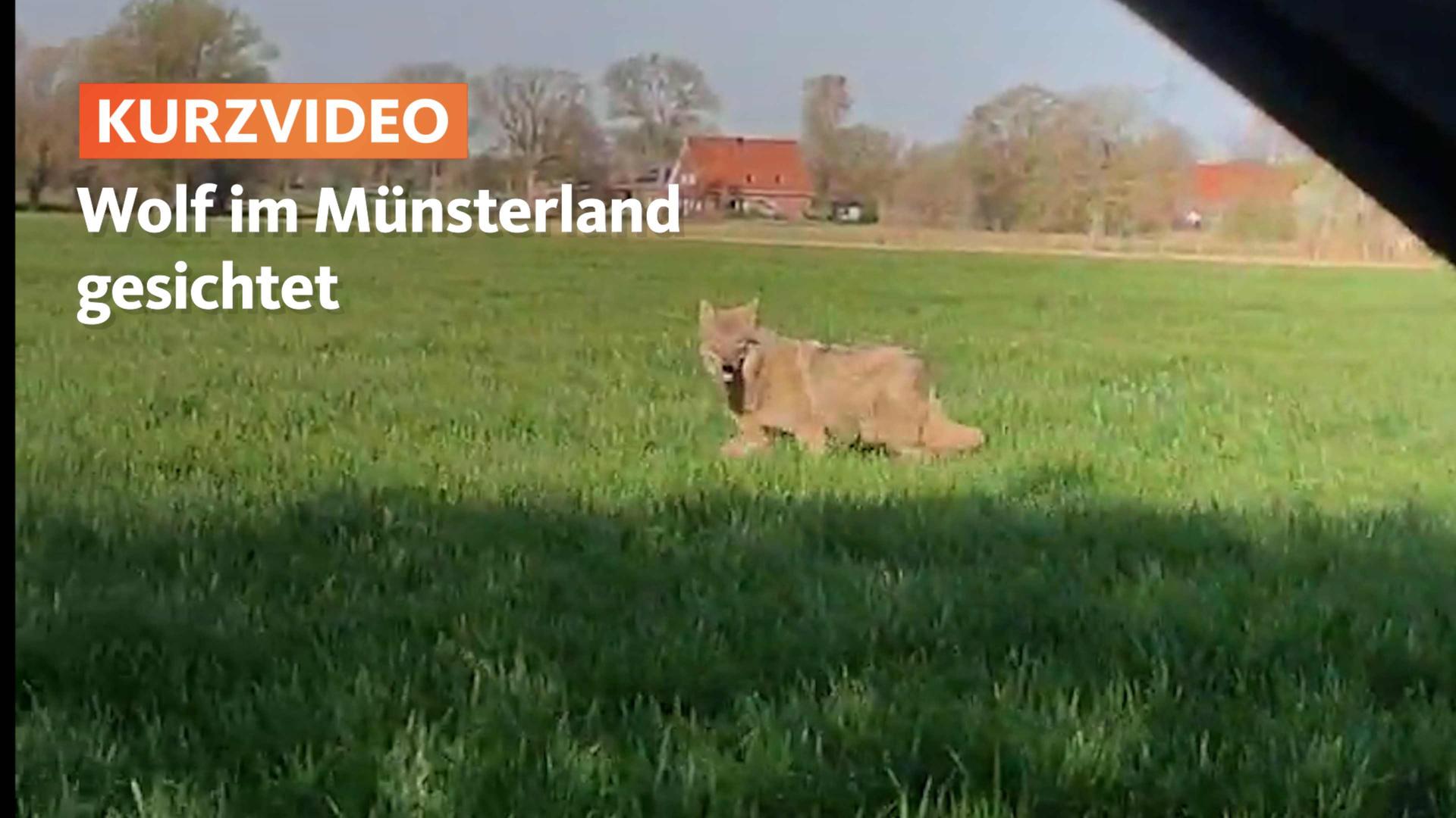 Wolf in Ennigerloh gesichtet: Laut Stadt keine Gefahr für Menschen