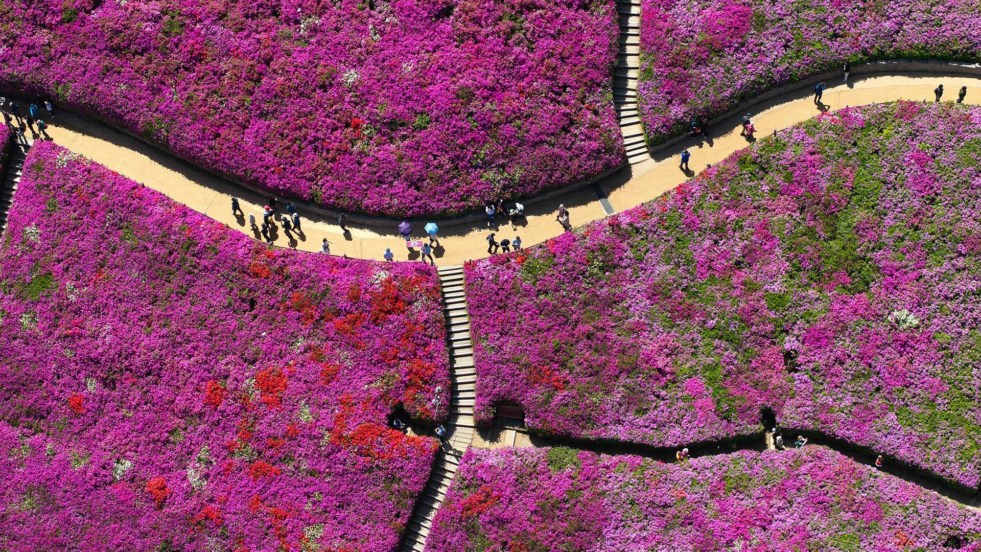 Menschen gehen in einer Azaleenlandschaft umher. | AFP