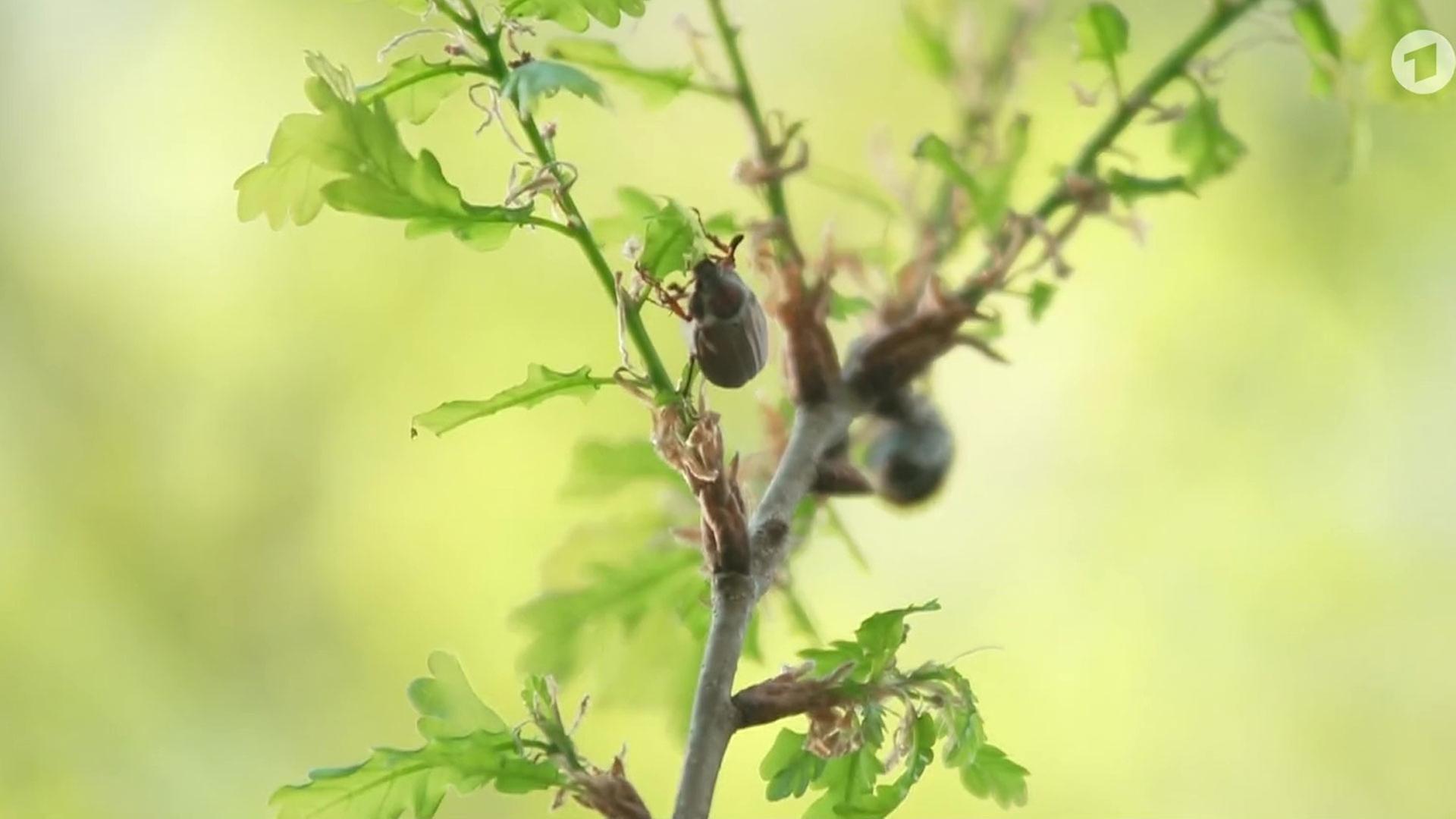 Sendungsbild | ARD-aktuell