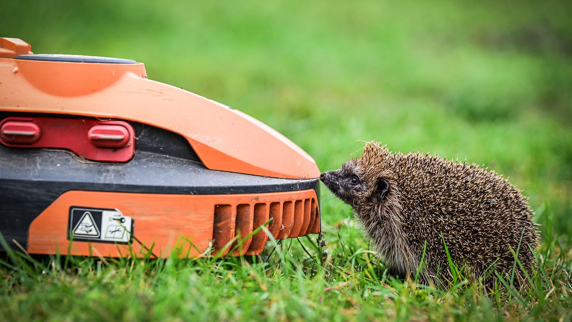 Ein Igel riecht an einem Mähroboter (Quelle: imago images/Funke Foto Services) | imago images/Funke Foto Services