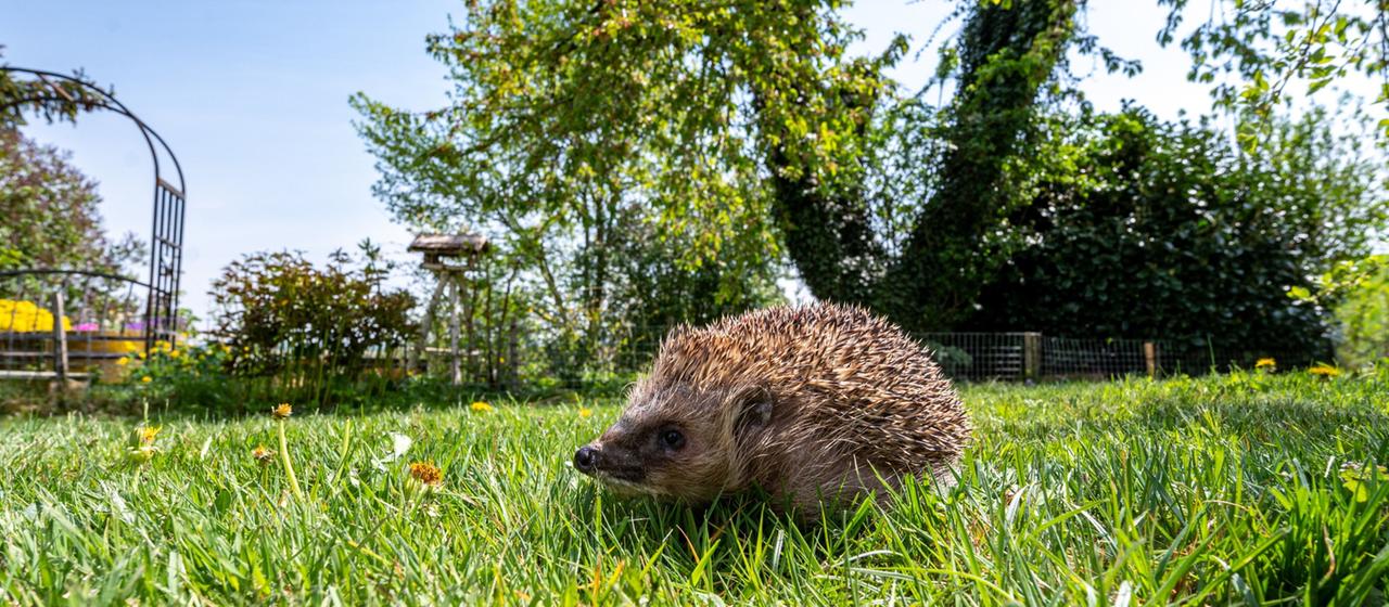 Ein Igel in einem Garten