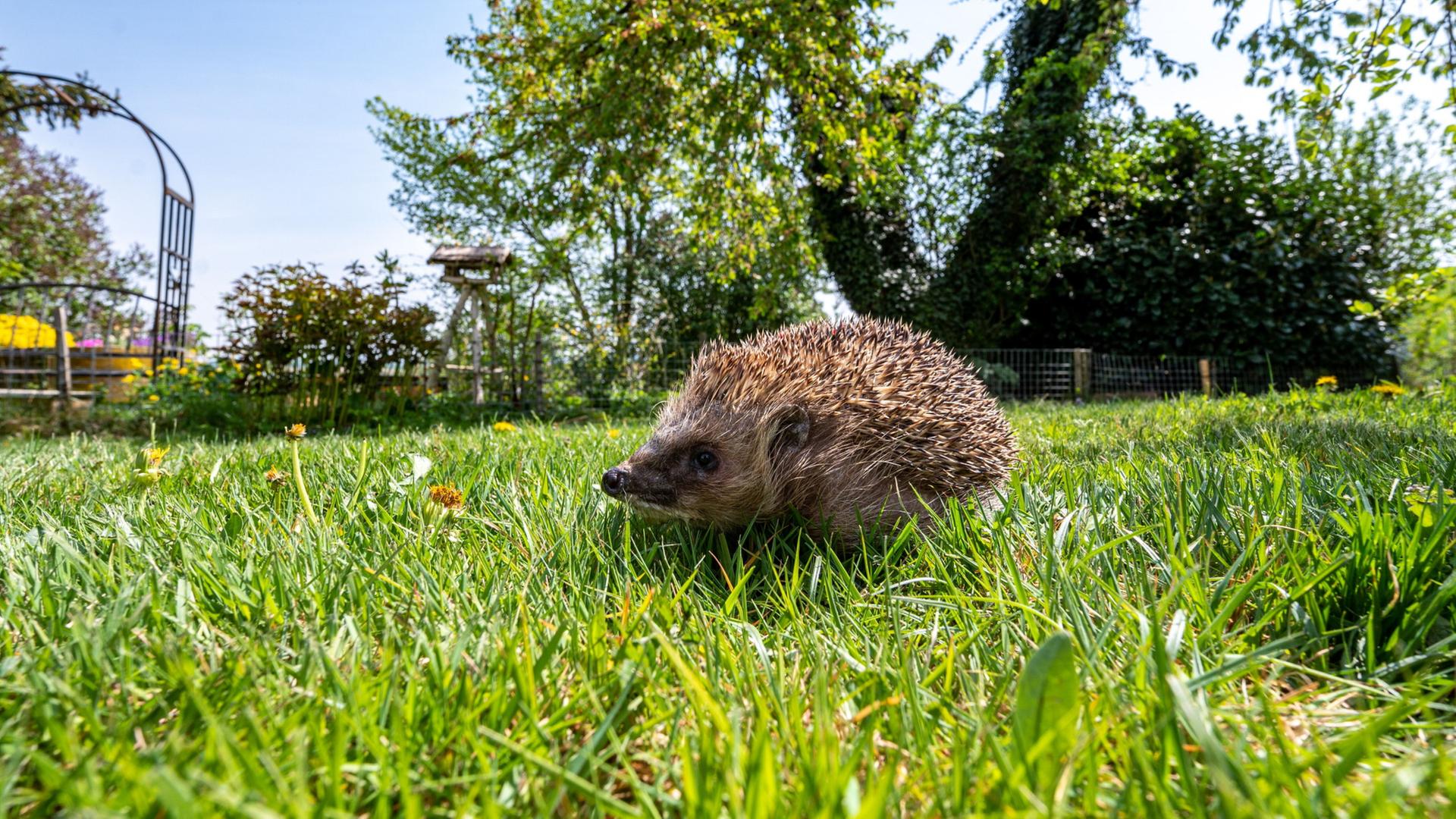 Ein Igel in einem Garten | Armin Weigel/dpa/dpa-tmn