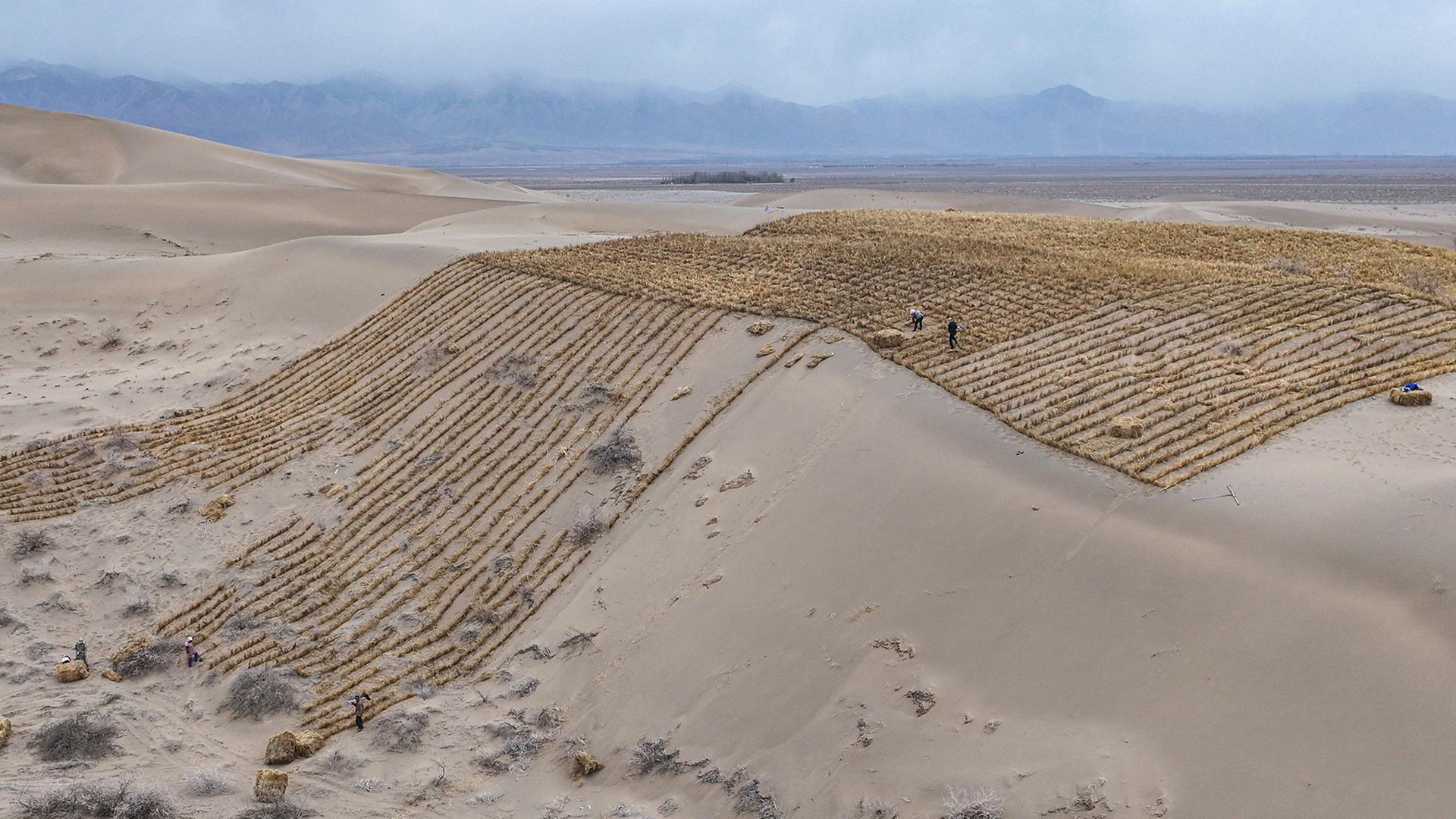 Arbeiter errichten in Qingshui, in der nordwestchinesischen Provinz Gansu, Barrieren aus Stroh auf SanddÃ¼nen. | AFP