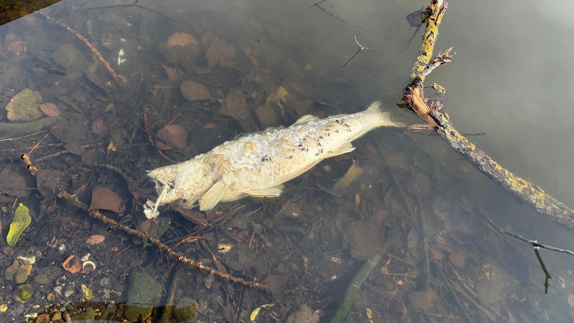 Toter Fisch im Schwanenteich | SWR