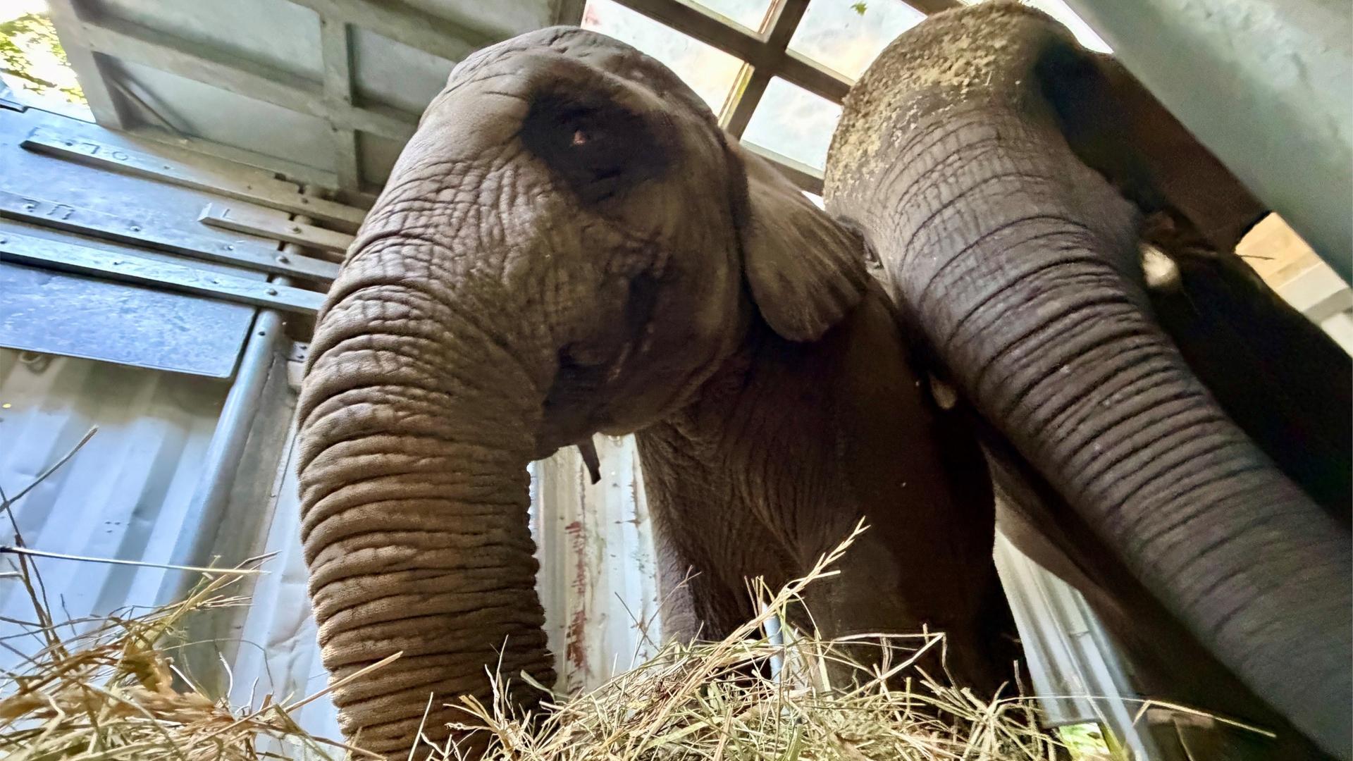 Zoff im Gehege: Warum drei Elefanten den Wuppertaler Zoo verlassen