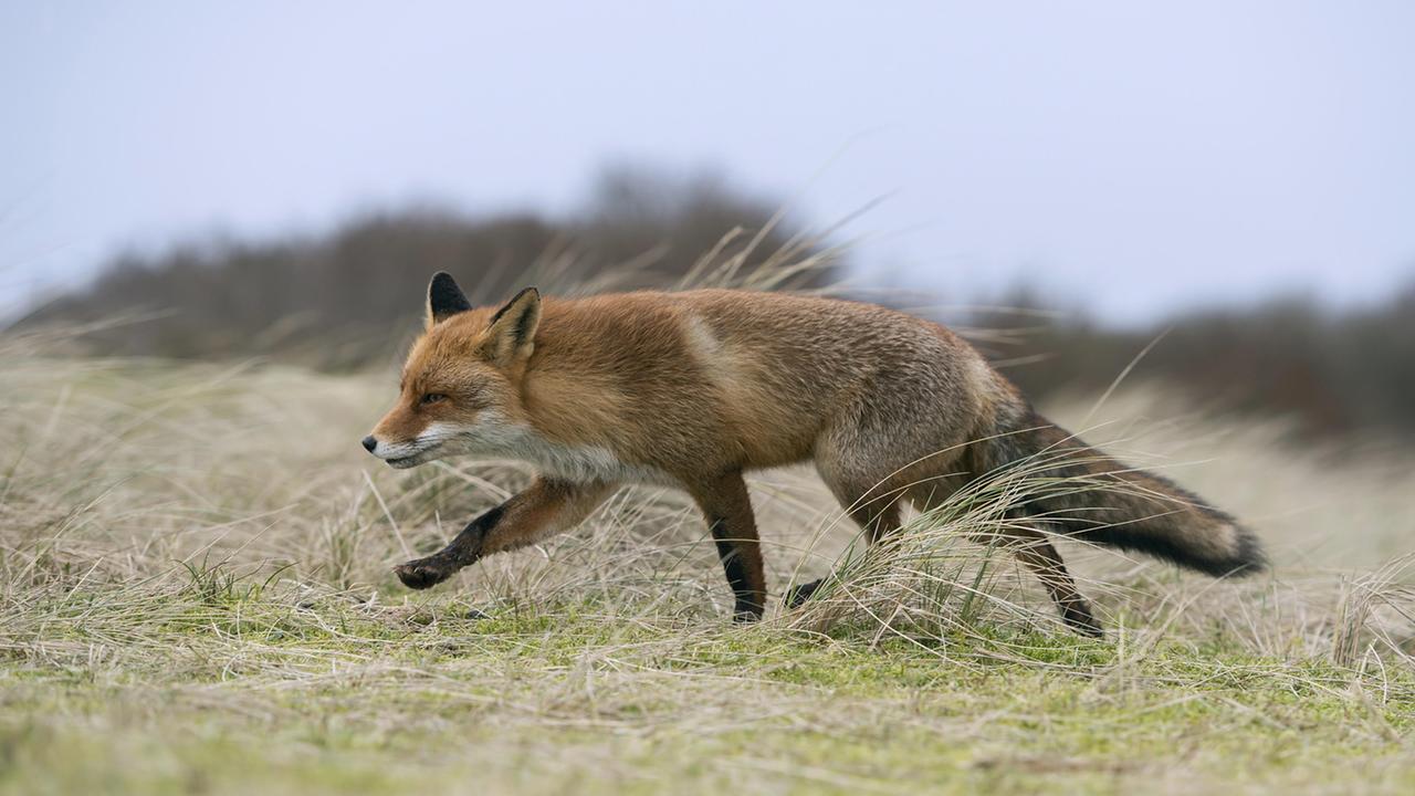 Parasiten: Immer mehr Fuchsbandwurm-Infektionen