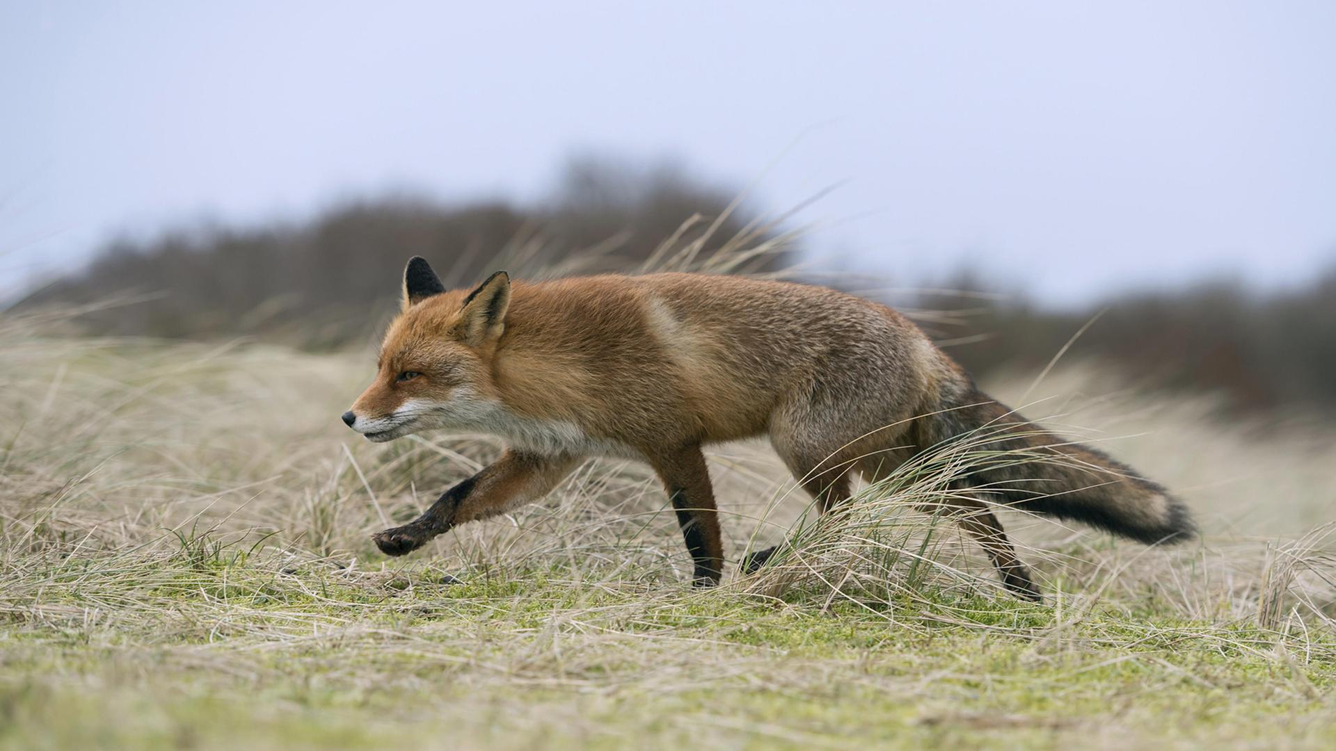 Ein Rotfuchs (Vulpes vulpes) auf der Jagd in offenem Grasland. | picture alliance / imageBROKER