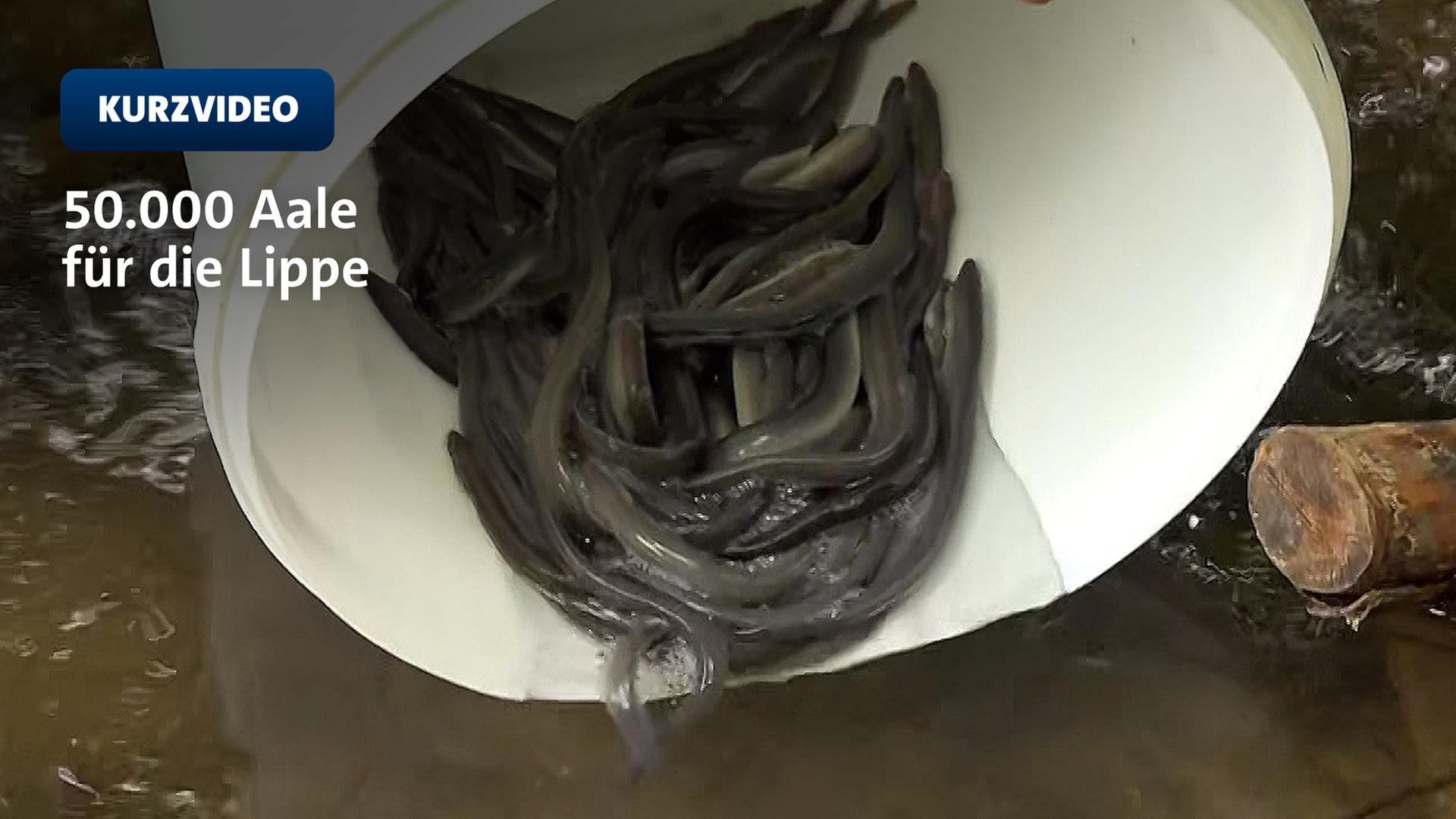 50.000 Aale flutschen in die Lippe