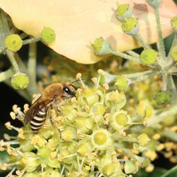 Die Efeu-Seidenbiene in Nahaufnahme: Das Insekt mit gelb-schwarz gestreiftem Unterkörper und pelzig wirkendem Oberkörper sitzt auf einem Blütenstand.