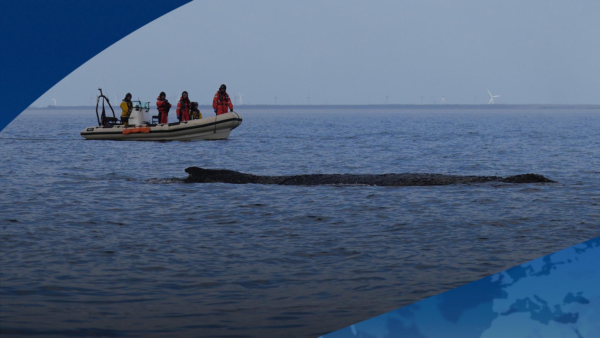 Der gestrandete Wal schwimmt wieder. EndgÃ¼ltig gerettet ist er aber noch nicht. | dpa
