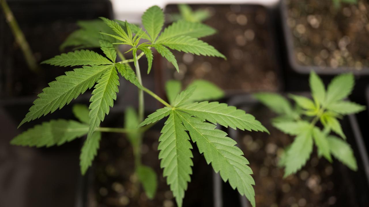 Zwei Jahre Teillegalisierung Cannabis: Etwa fünf Millionen Menschen kiffen