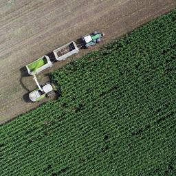 Auf einem Feld von einem Landwirtschaftsbetrieb wird Mais für eine Biogasanlage und als Futter für Kühe gehäckselt