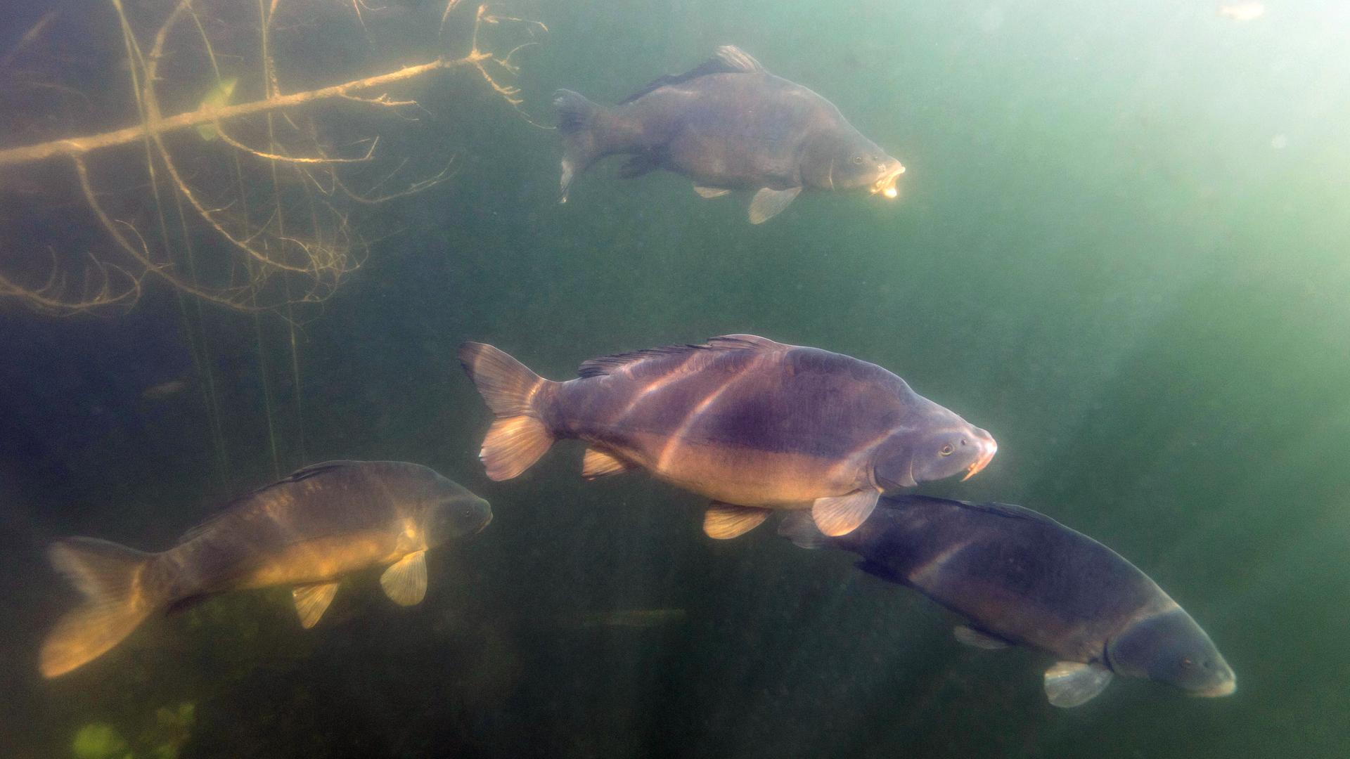 Zu viele Fische in Münsters Aasee - jetzt wird abgefischt
