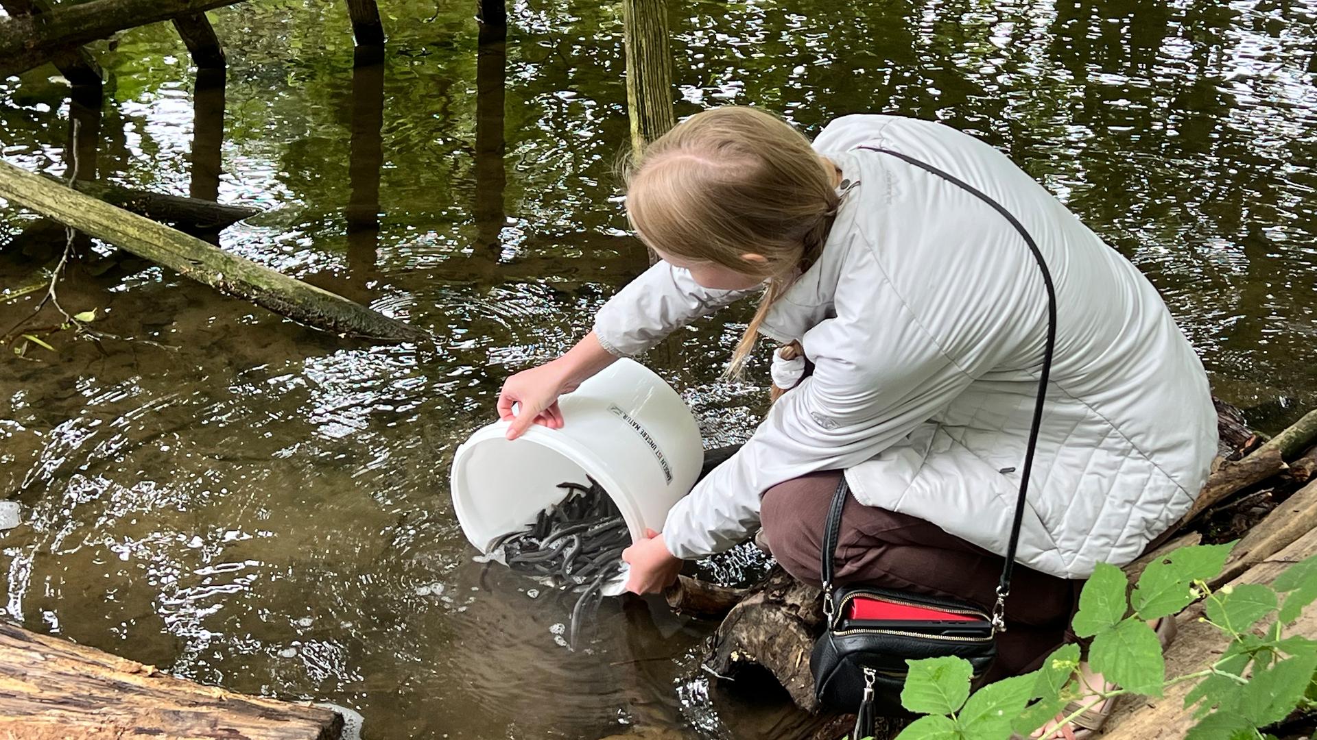 50.000 Aale flutschen in die Lippe