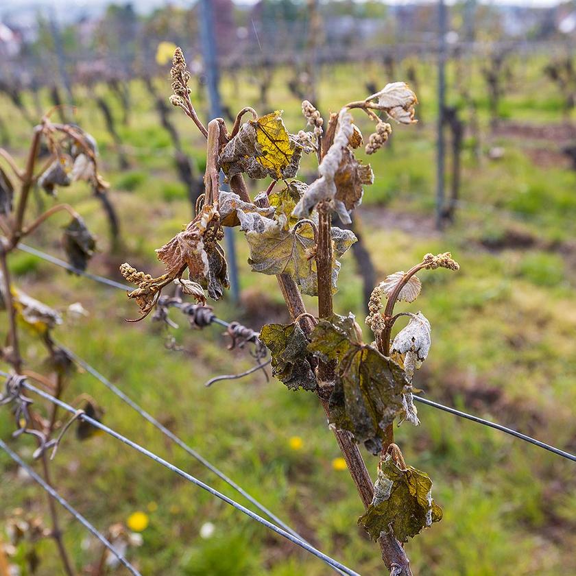 Weinbauern setzt Frost zu mit Folgen fr die Ernte | tagesschau.de