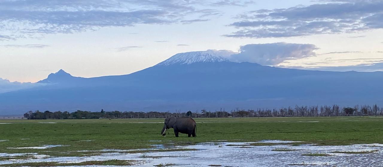 Ein Elefant ist vor dem Berg Kilimandscharo zu sehen.
