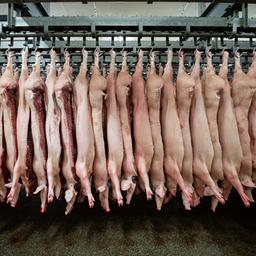 Halbe Schweine hängen in einem Schlachthof an Haken.