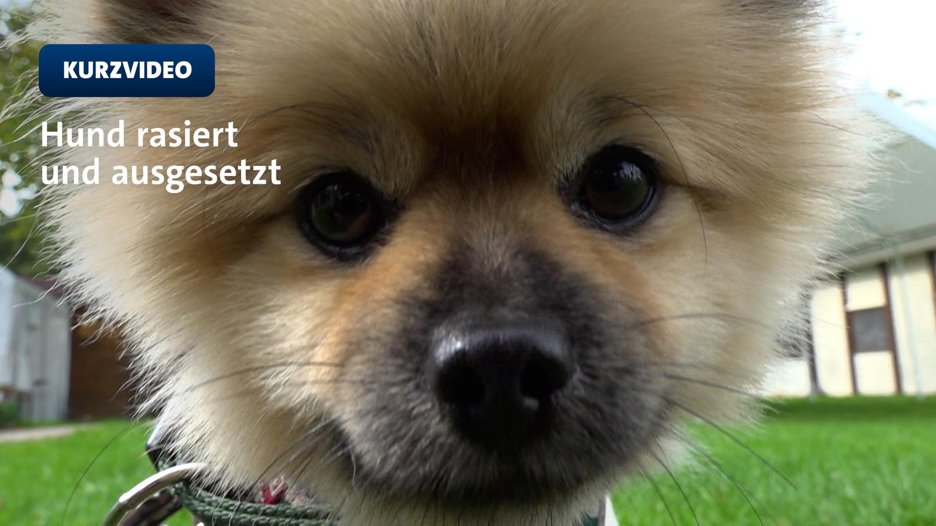 Hundegesicht groß | WDR/Paula Gerhardus