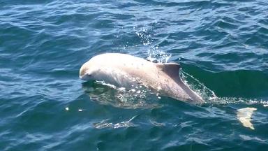 Weißer Schweinswal in der Ostsee