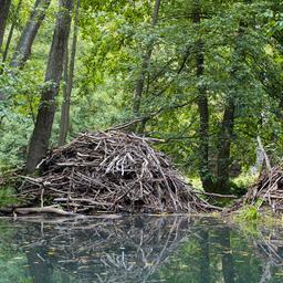 Eine große Biberburg spiegelt sich im Wasser eines kleinen Sees in Bad Freienwalde.