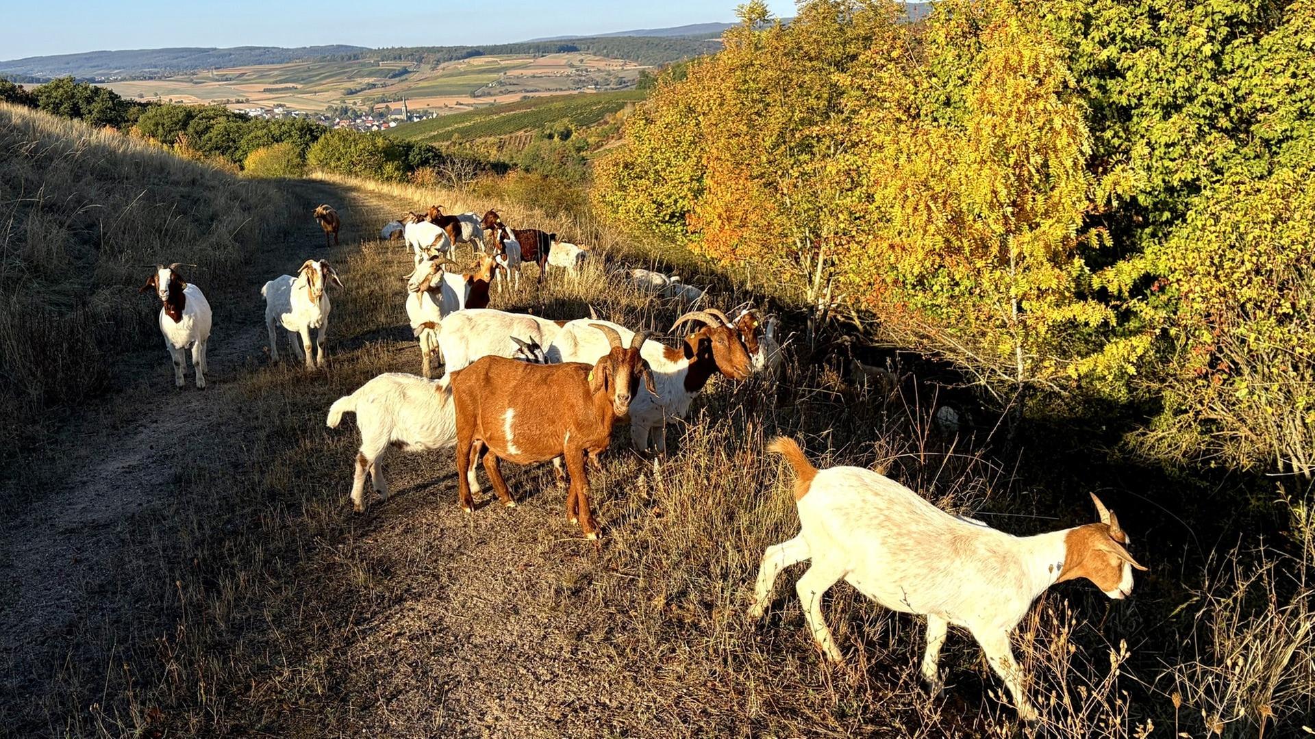 Die Schafe und Ziegen sind tierische Rasenmäher auf der stillgelegten Mülldeponie in Langenlonsheim. | Kreisverwaltung Bad Kreuznach