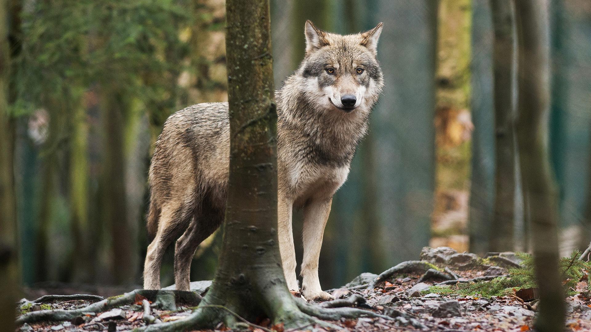 Ein Wolf steht in einem Gehege in Sachsen-Anhalt. | dpa