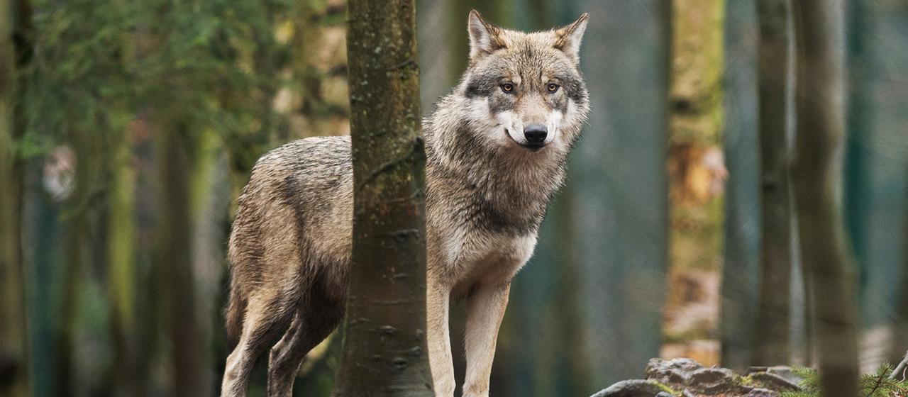 Ein Wolf steht in einem Gehege in Sachsen-Anhalt.