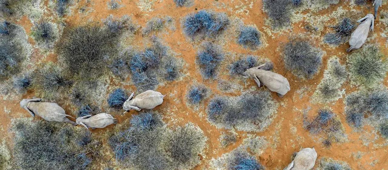 Eine Elefantenherde von oben.