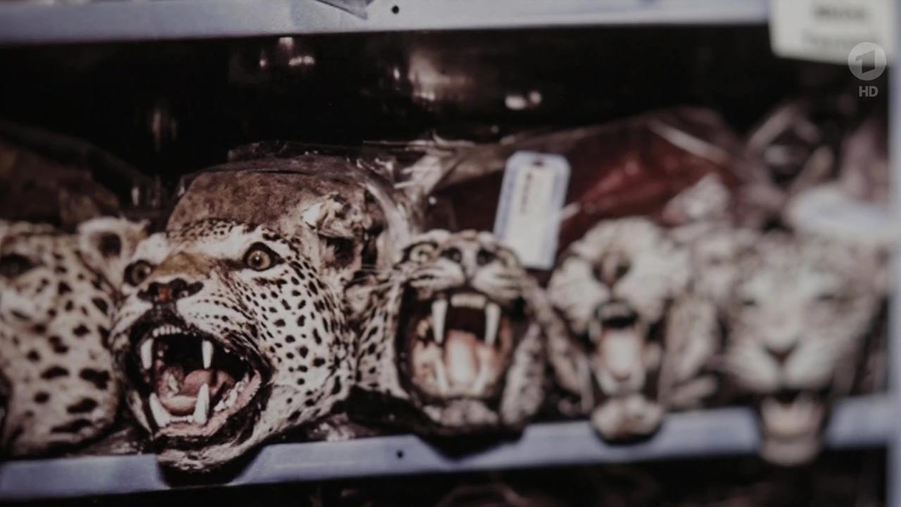 KULTUR: Britta Jaschinskis Wildlife-Fotografie, Dokureihe "Jahrhundertliebe" über das Geheimnis langer Beziehungen
