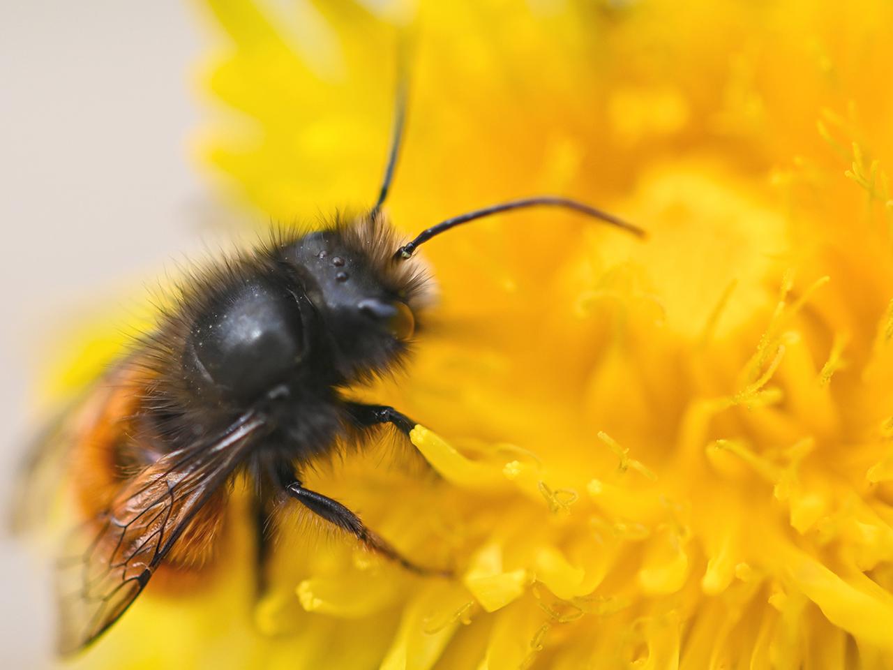 Weltbienentag weist auf die Wichtigkeit von Bienen im kosystem hin