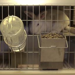 Ein Kaninchen sitzt in einem Labor in  imago/Plusphotoeinem Käfig.